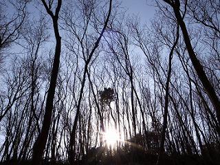 冬木立を下から撮った写真