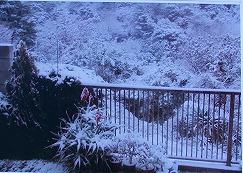 自宅の裏山の雪景色の写真