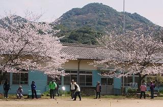 小学校の校庭に桜が咲いている写真
