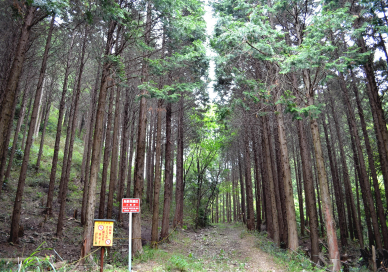 約6000本のひのきが植林されている学校林の写真