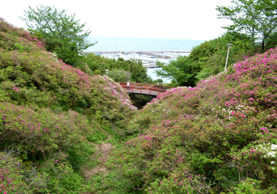 愛宕山からつつじと明石海峡大橋を見渡した写真