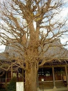 金乗寺の前にあるイチョウの木の写真