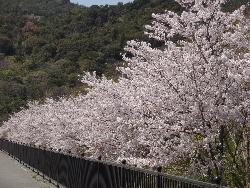 いきいきパーク桜